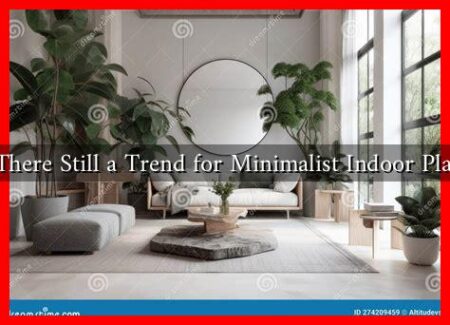 Is There Still a Trend for Minimalist Indoor Plants