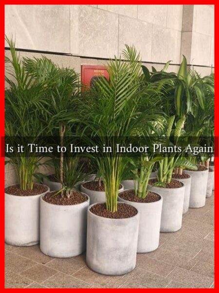 Is it Time to Invest in Indoor Plants Again Is it Time to Invest in Indoor Plants Again