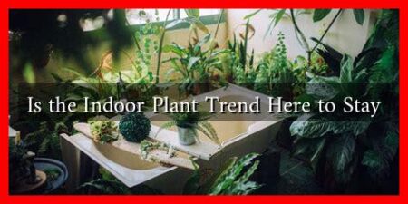 Is the Indoor Plant Trend Here to Stay