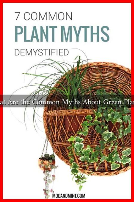 What Are the Common Myths About Green Plants? What Are the Common Myths About Green Plants?