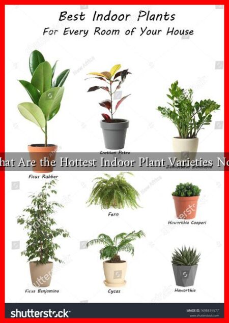 What Are the Hottest Indoor Plant Varieties Now