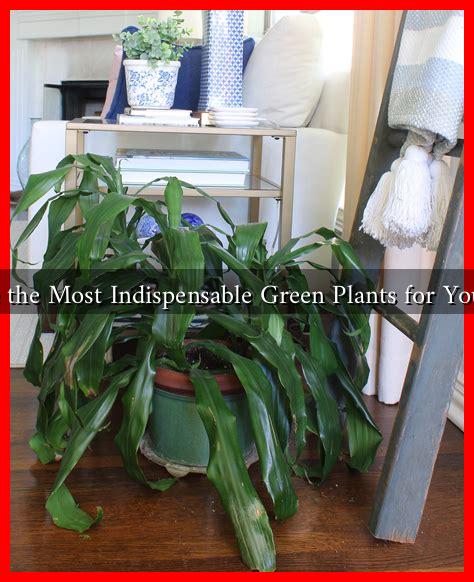 What Are the Most Indispensable Green Plants for Your Home?