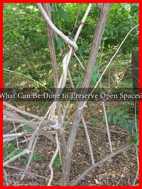 What Can Be Done to Preserve Open Spaces? What Can Be Done to Preserve Open Spaces?