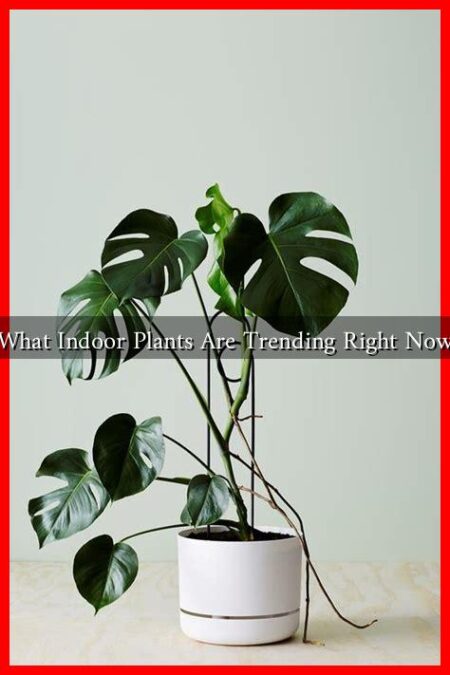What Indoor Plants Are Trending Right Now What Indoor Plants Are Trending Right Now