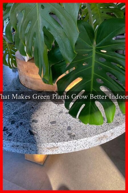 What Makes Green Plants Grow Better Indoors?