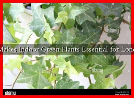 What Makes Indoor Green Plants Essential for Loneliness?