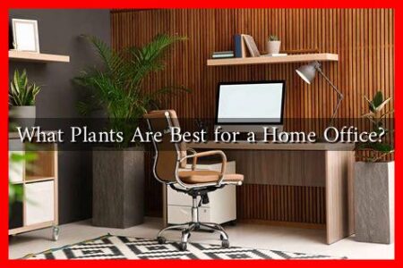 What Plants Are Best for a Home Office?