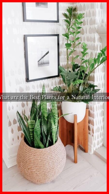 What are the Best Plants for a Natural Interior? What are the Best Plants for a Natural Interior?
