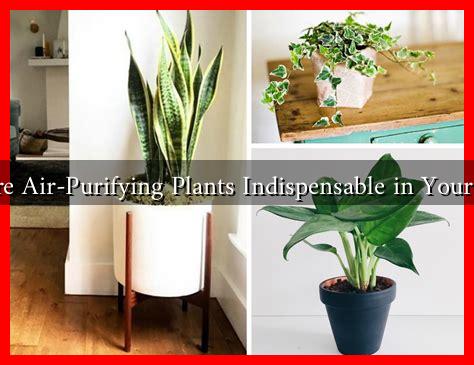 Why Are Air-Purifying Plants Indispensable in Your Home?