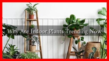 Why Are Indoor Plants Trending Now Why Are Indoor Plants Trending Now