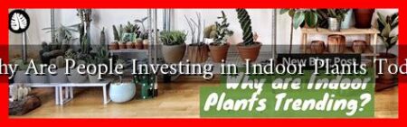 Why Are People Investing in Indoor Plants Today Why Are People Investing in Indoor Plants Today