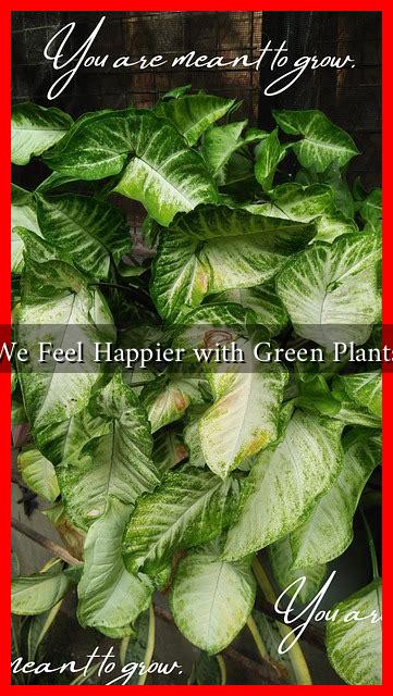 Why Do We Feel Happier with Green Plants Around?