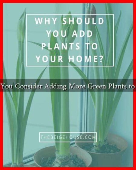 Why Should You Consider Adding More Green Plants to Your Home?