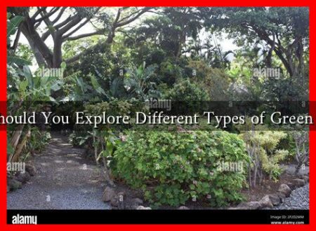 Why Should You Explore Different Types of Green Plants?