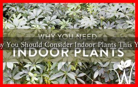 Why You Should Consider Indoor Plants This Year Why You Should Consider Indoor Plants This Year
